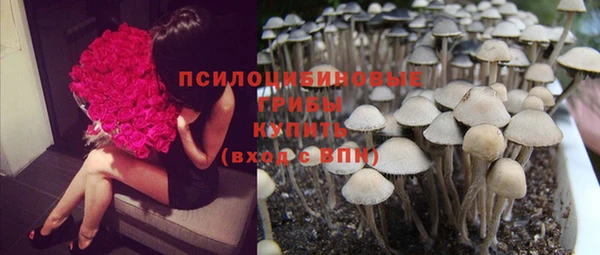 прущие грибы Балабаново